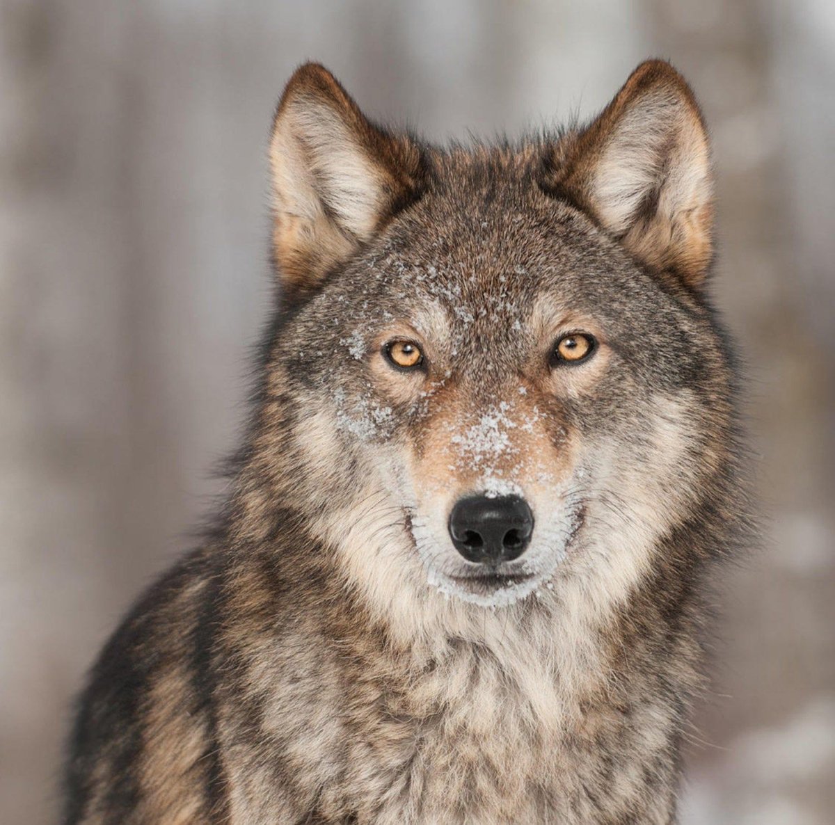 Среднеевропейский волк