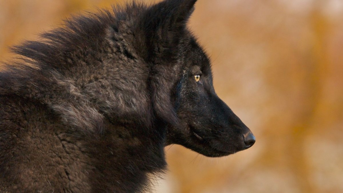 Сидячий волк