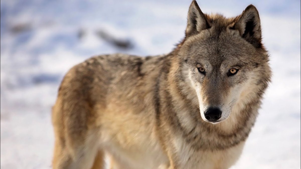 Взгляд волка