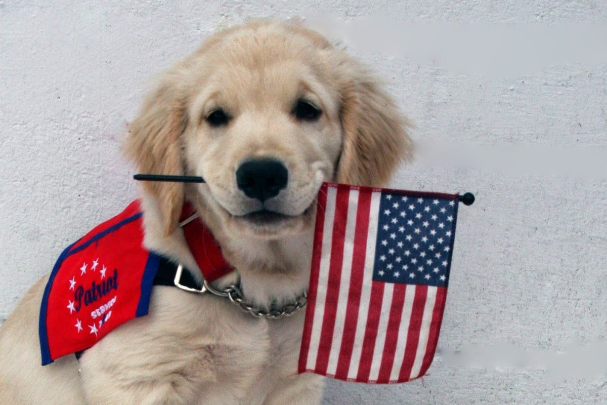 Собака вольфхунд