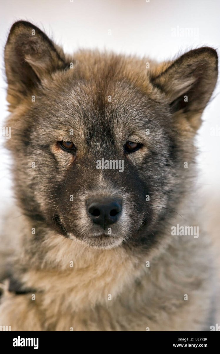 Шведский вольфхунд