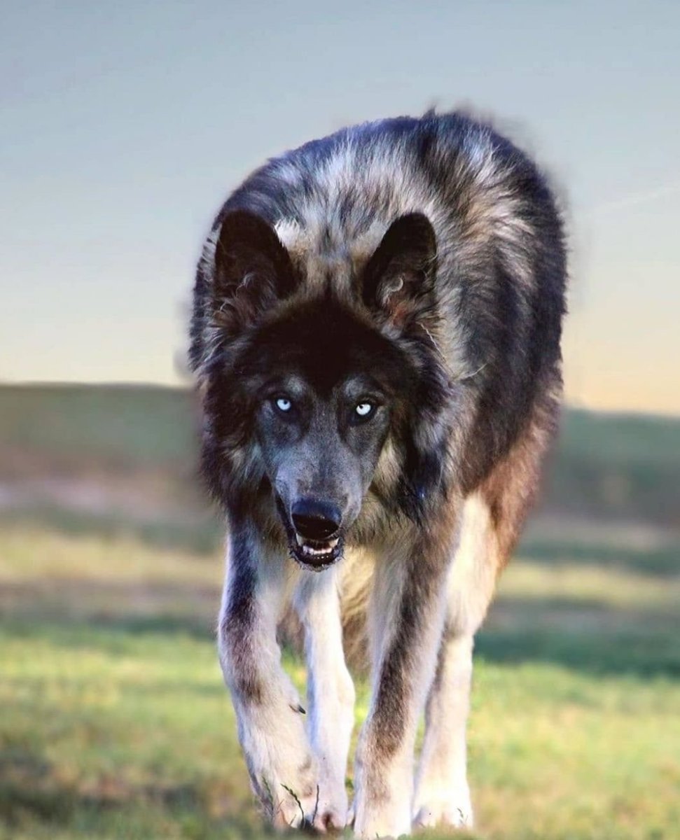 Канарский дог