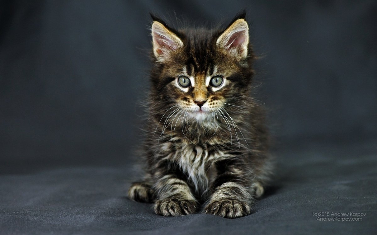 Котята Мейн кун