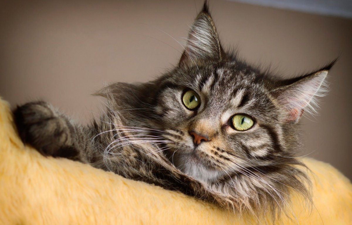 Мейн кун с доброй мордой