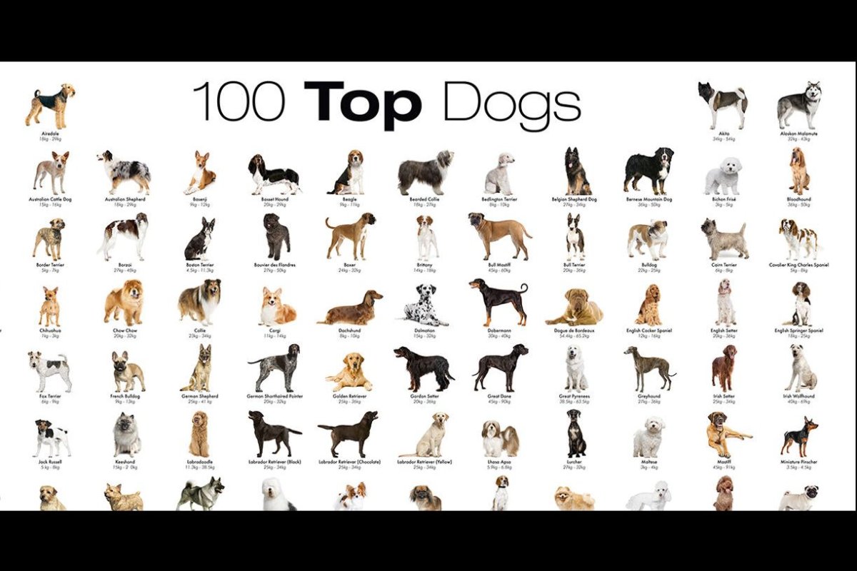 Маккензи Ривер собака