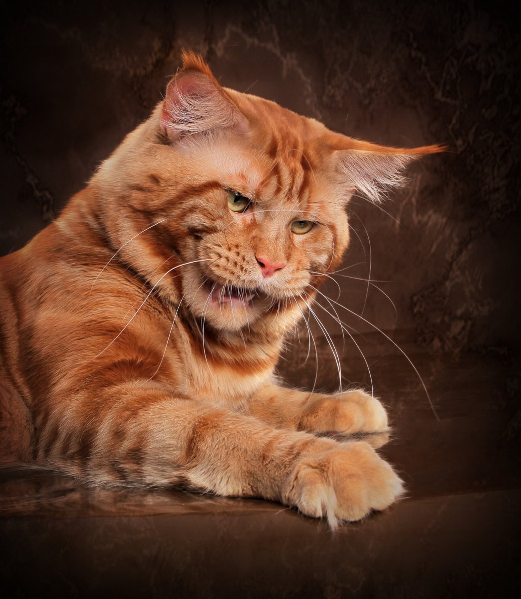 Приколы с Мейн кунами