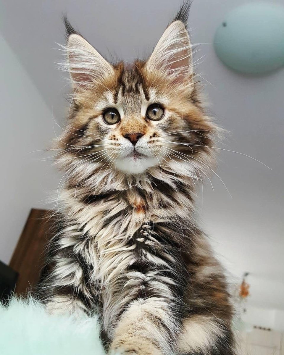 Кот Мейн кун