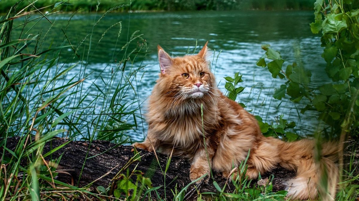 Дикая кошка Мейн кун