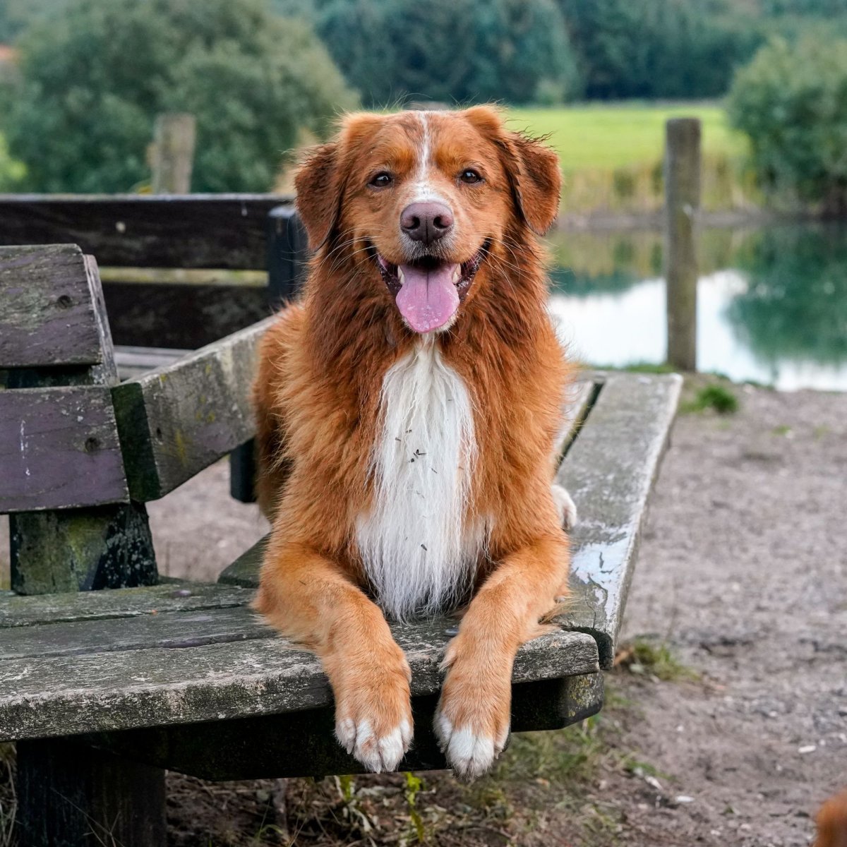 Канадский пес