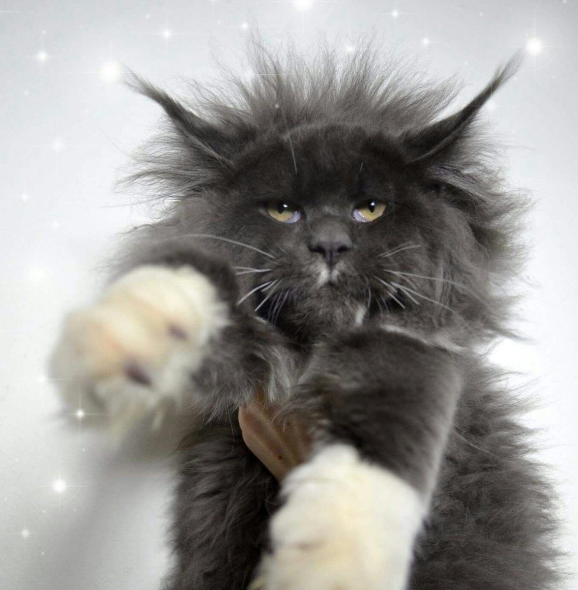 Смешные Мейн куны