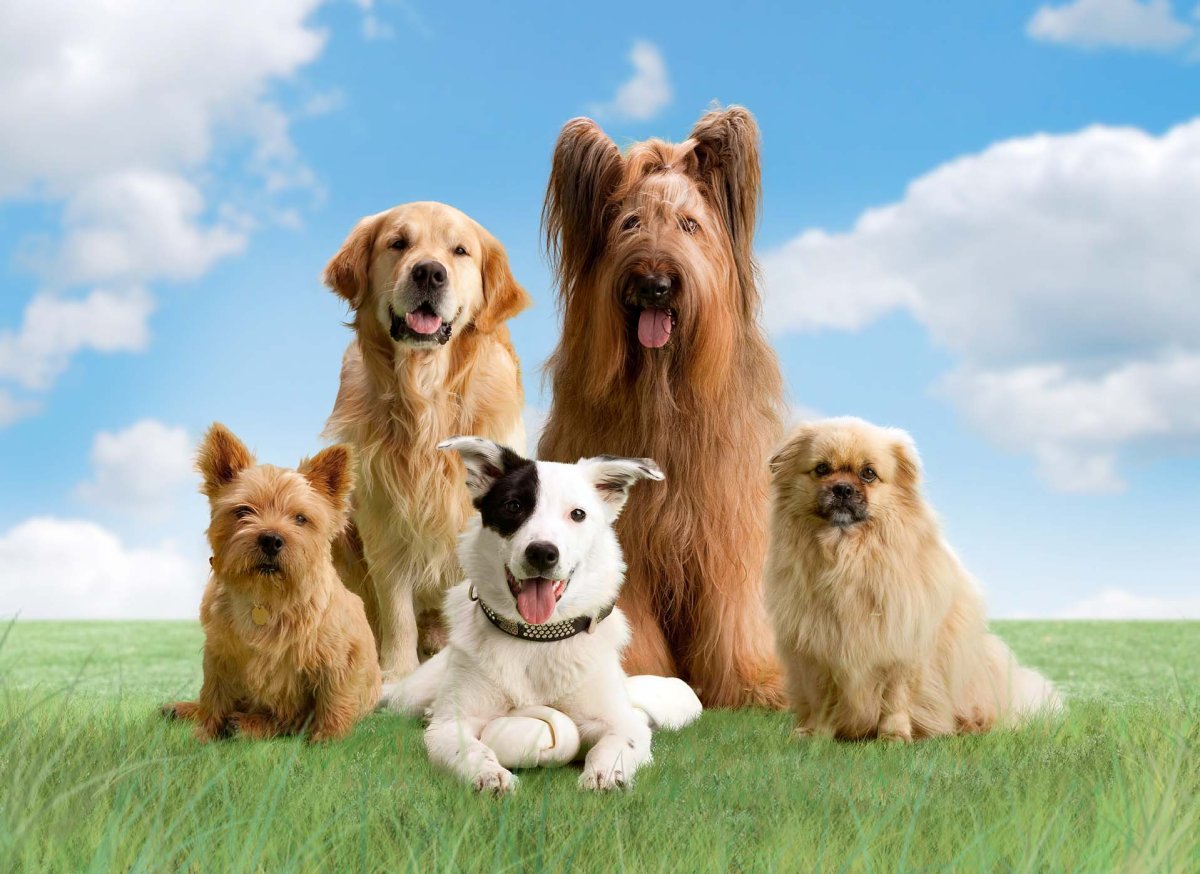 Плакат породы собак на русском