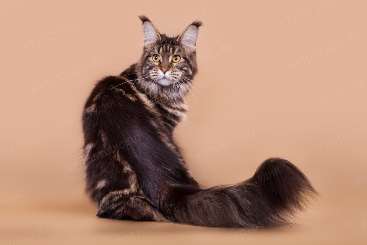 Мэй куин кошка