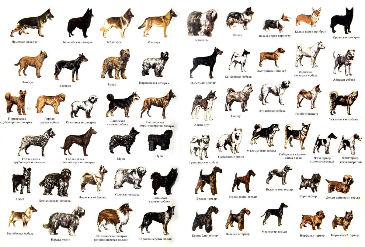 Canadian cur Dog Breed