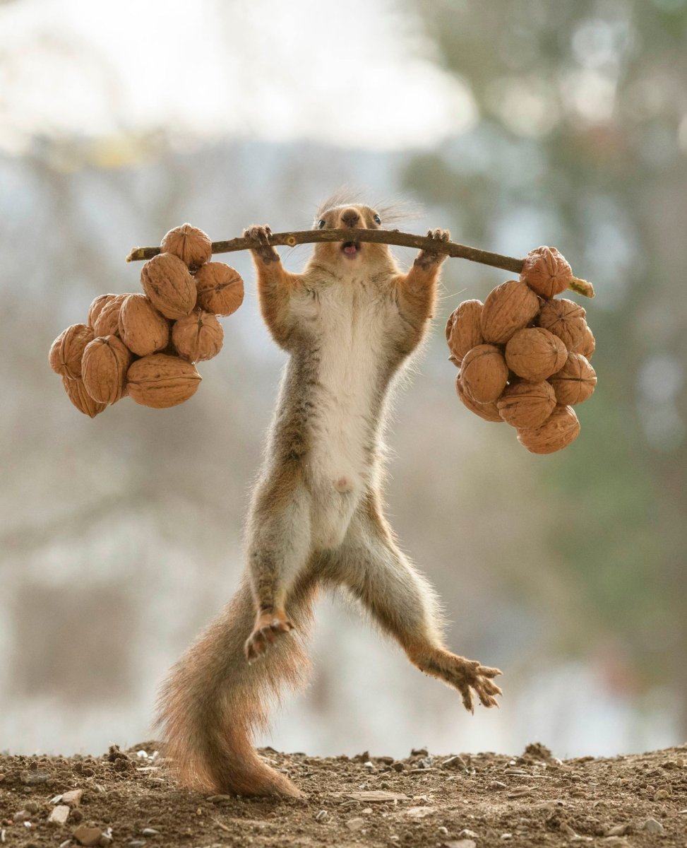 Белка качок