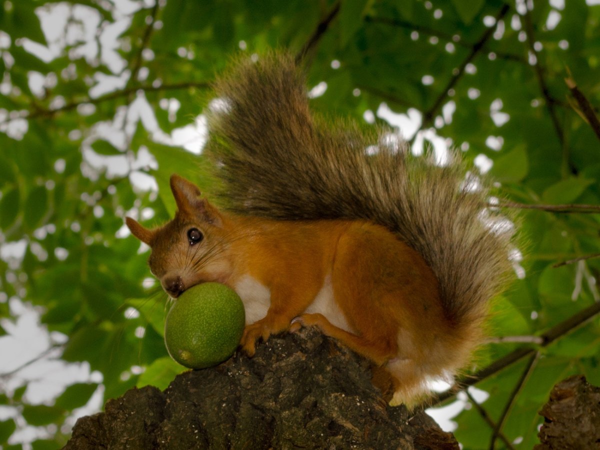 Белка с орешками