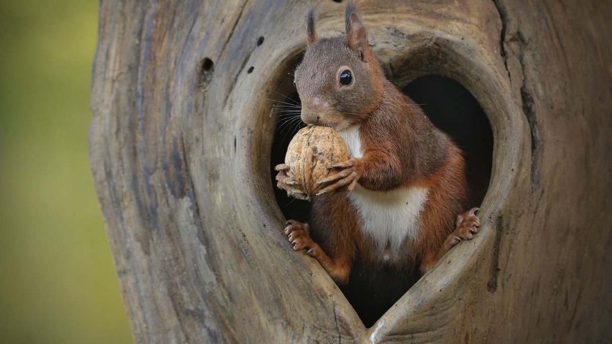 Беличье дупло