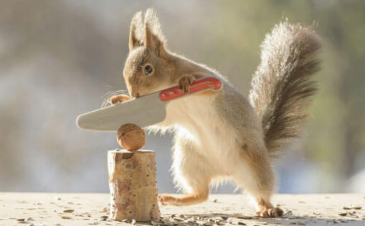 Белочка с орешком необычная