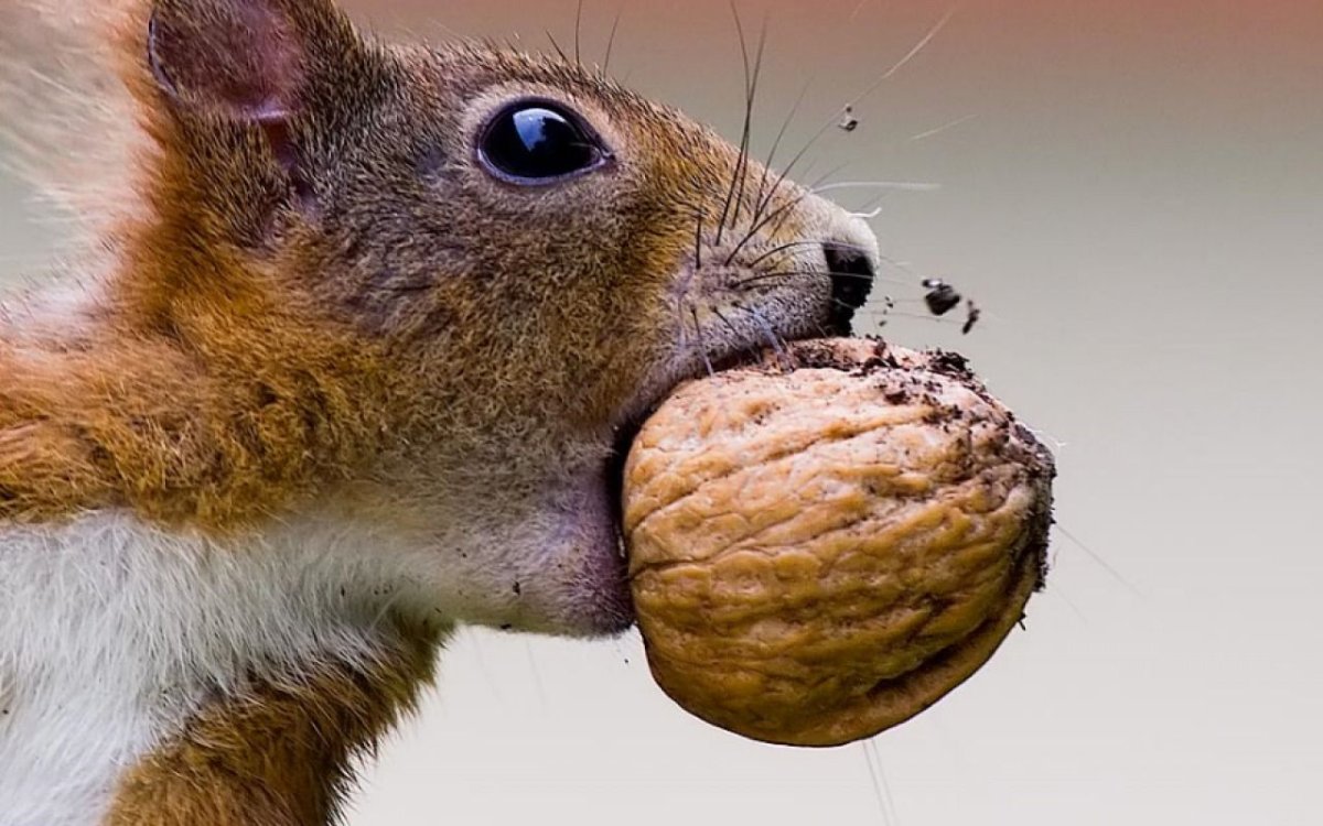 Орехи для белки