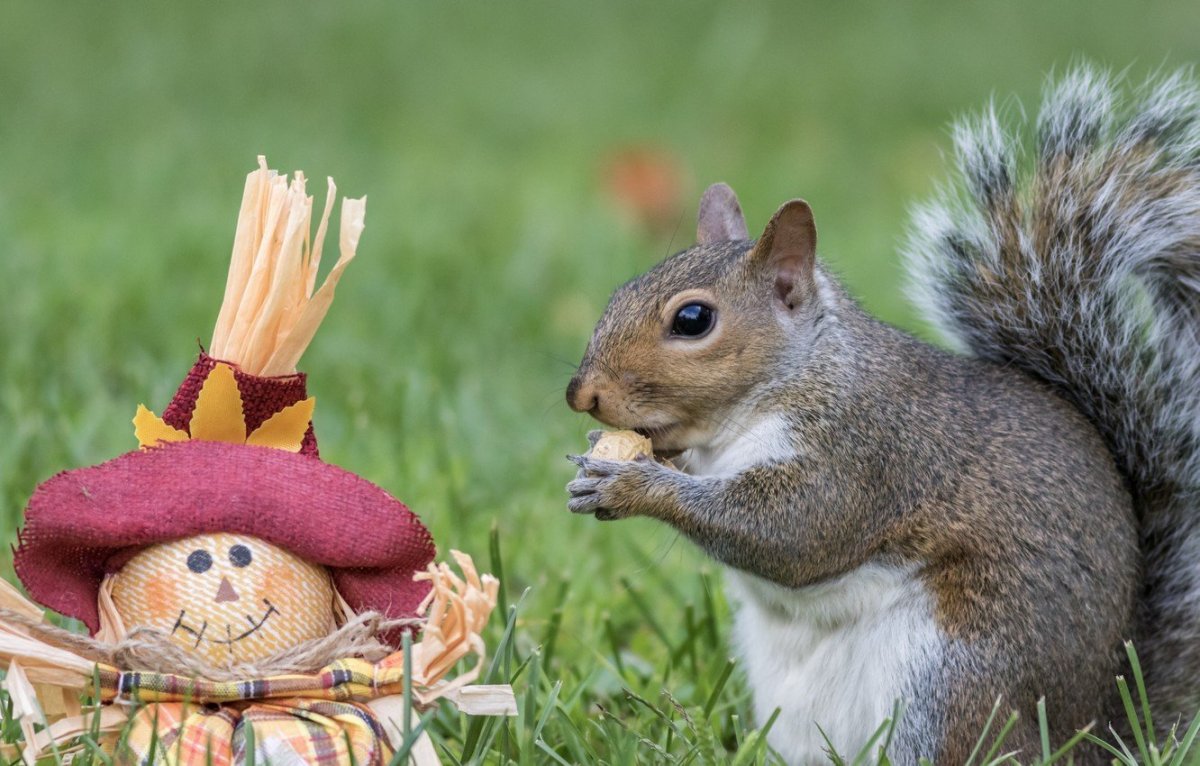 Белок в орехах