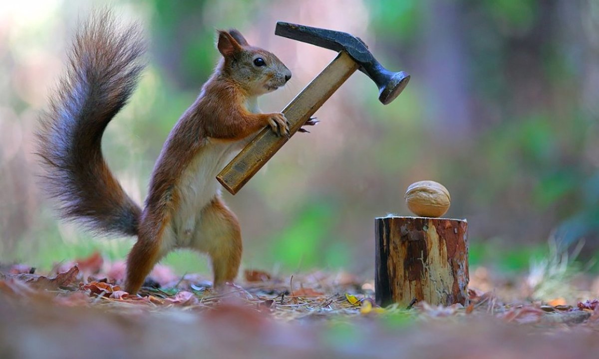 Видео о белке