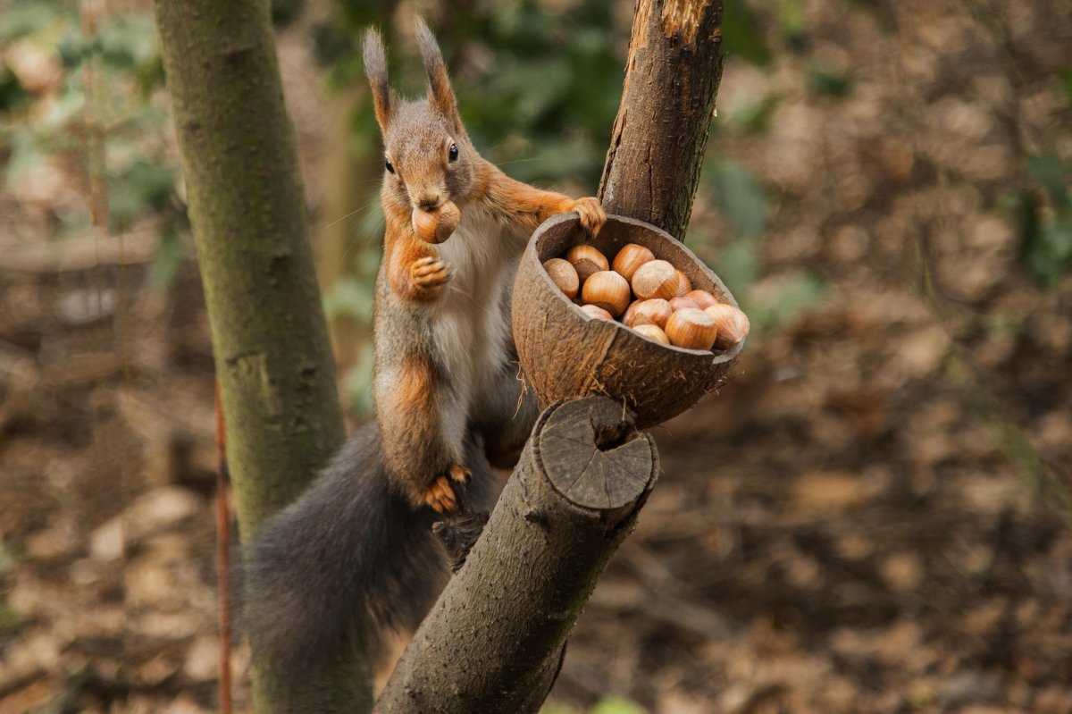 Белочка с орешками