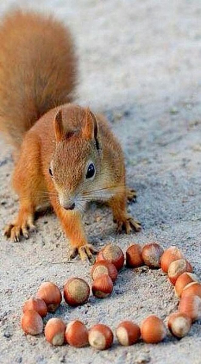 Белка с мешком орехов