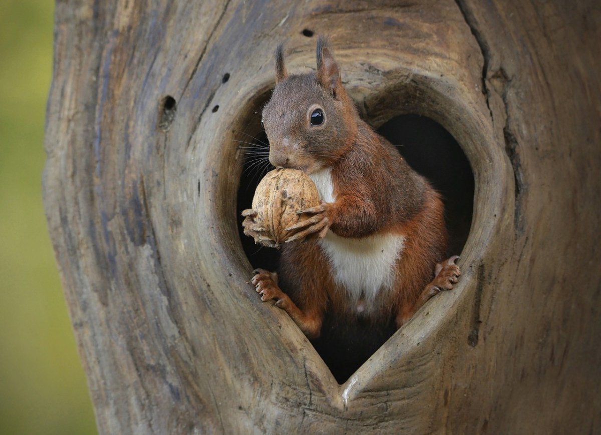 Трунов белки