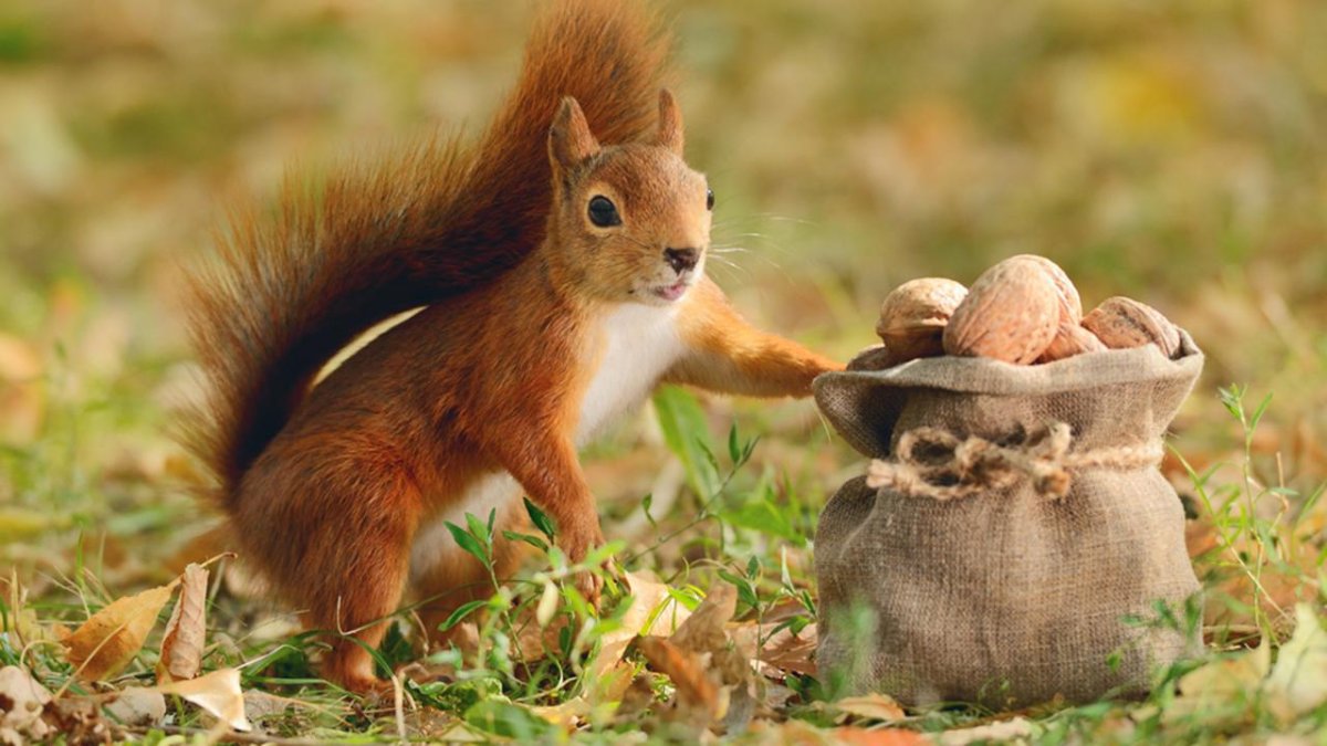 Белочка с орехом