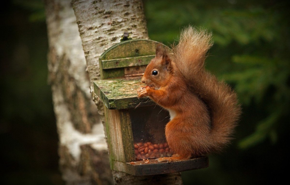 Белочка с орешками