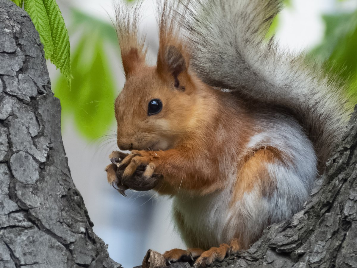Белочка грызет орехи