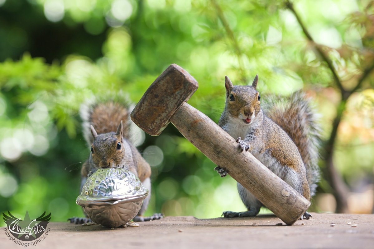 Белка запасает орешки