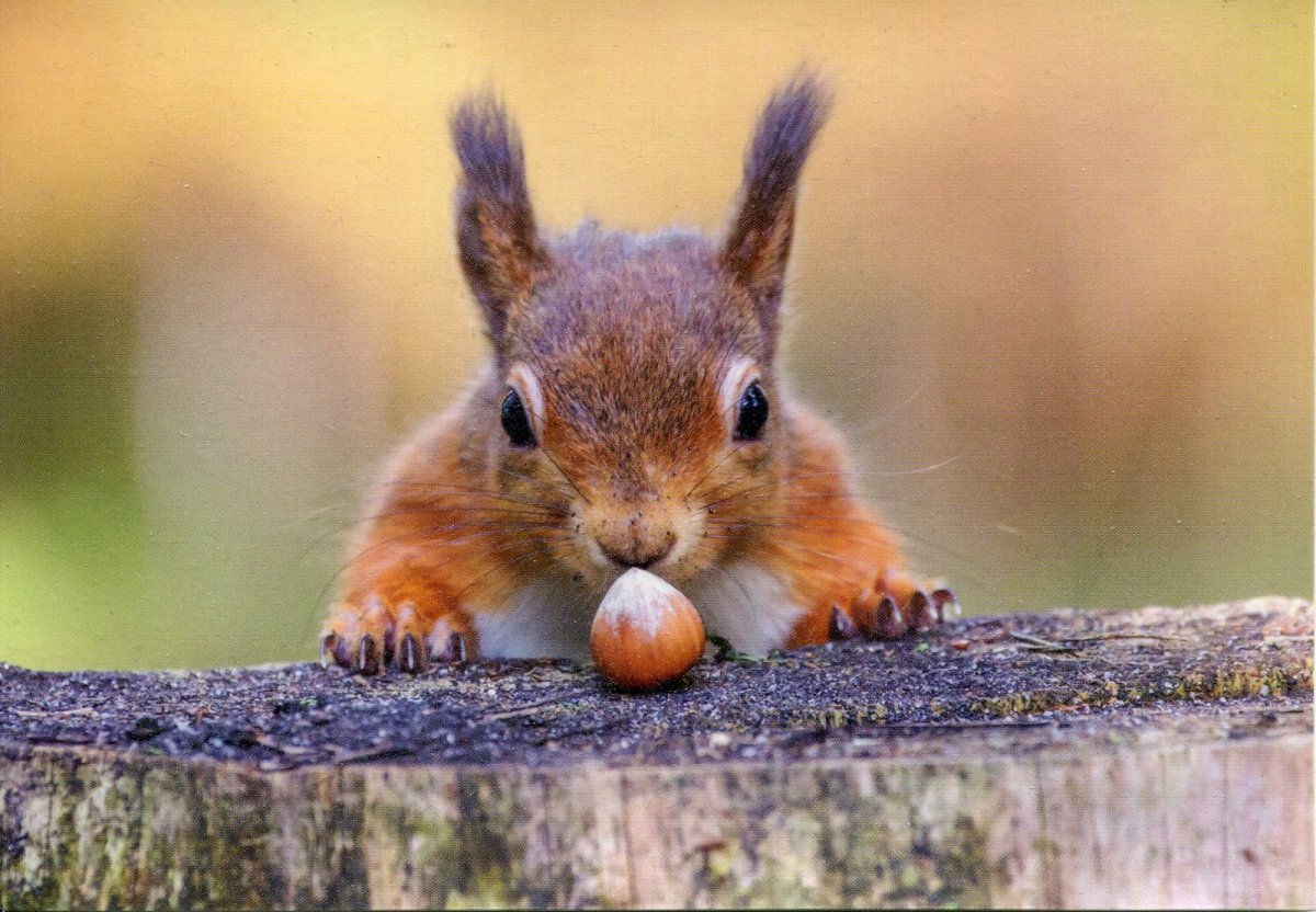 Белки, орехи с днем рождения прикольные