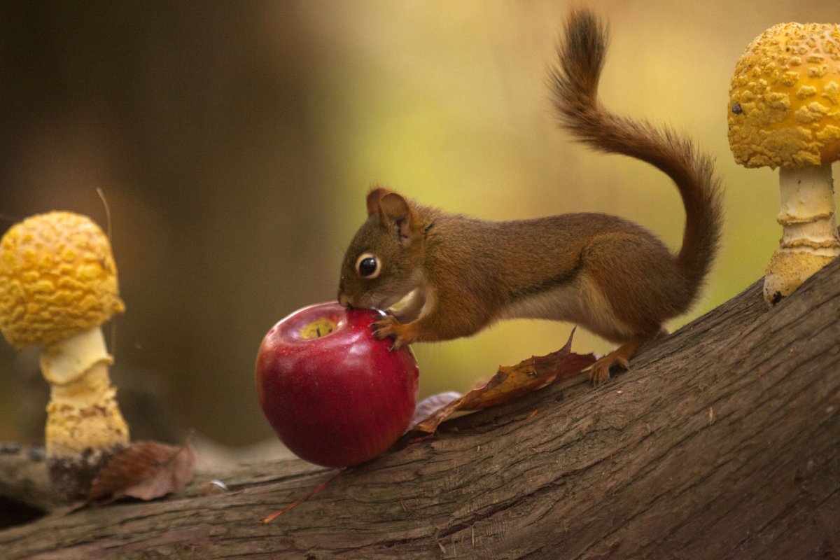 Конфеты белка