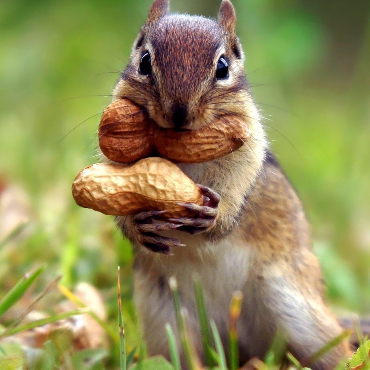 Бурундук с орехами