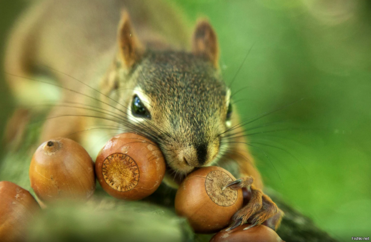 Орехи на елке