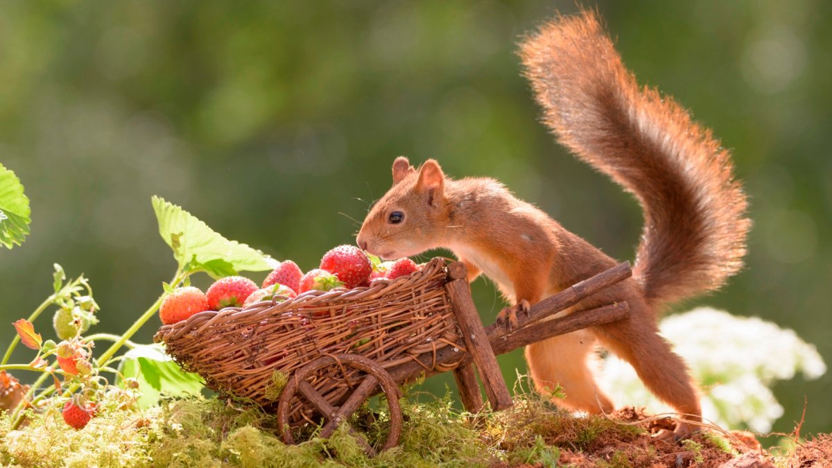 Белка с орехами за щеками