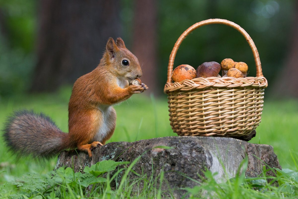 Белка собирает грибы
