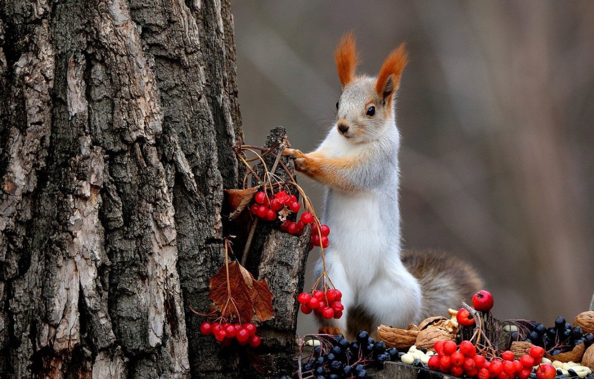 Рябина и животные