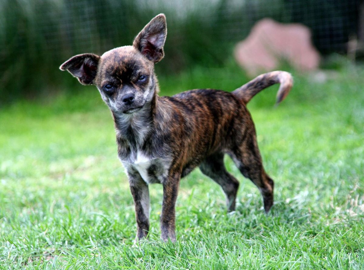 Тигровый чихуахуа