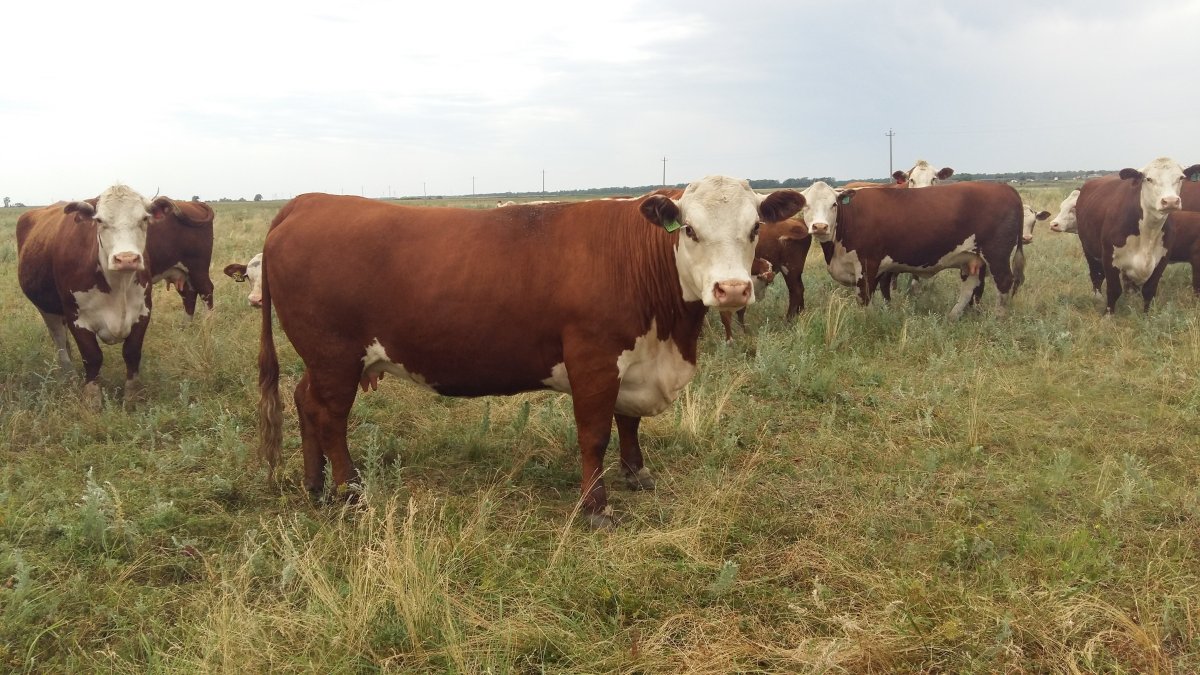 КРС герефордская порода СПК Родина