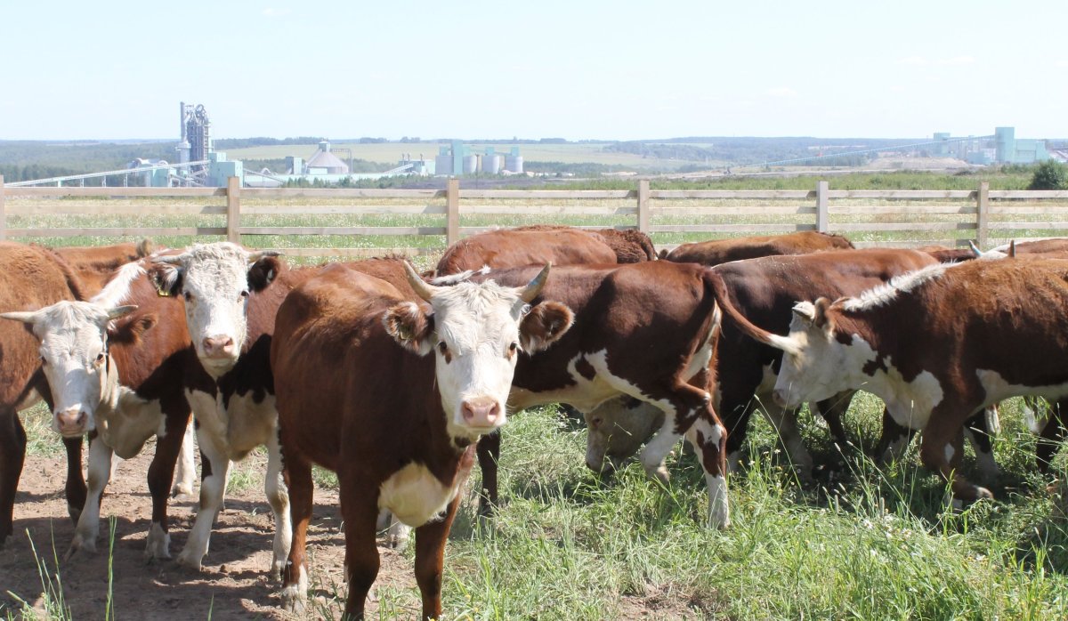 Казахские белоголовые телята