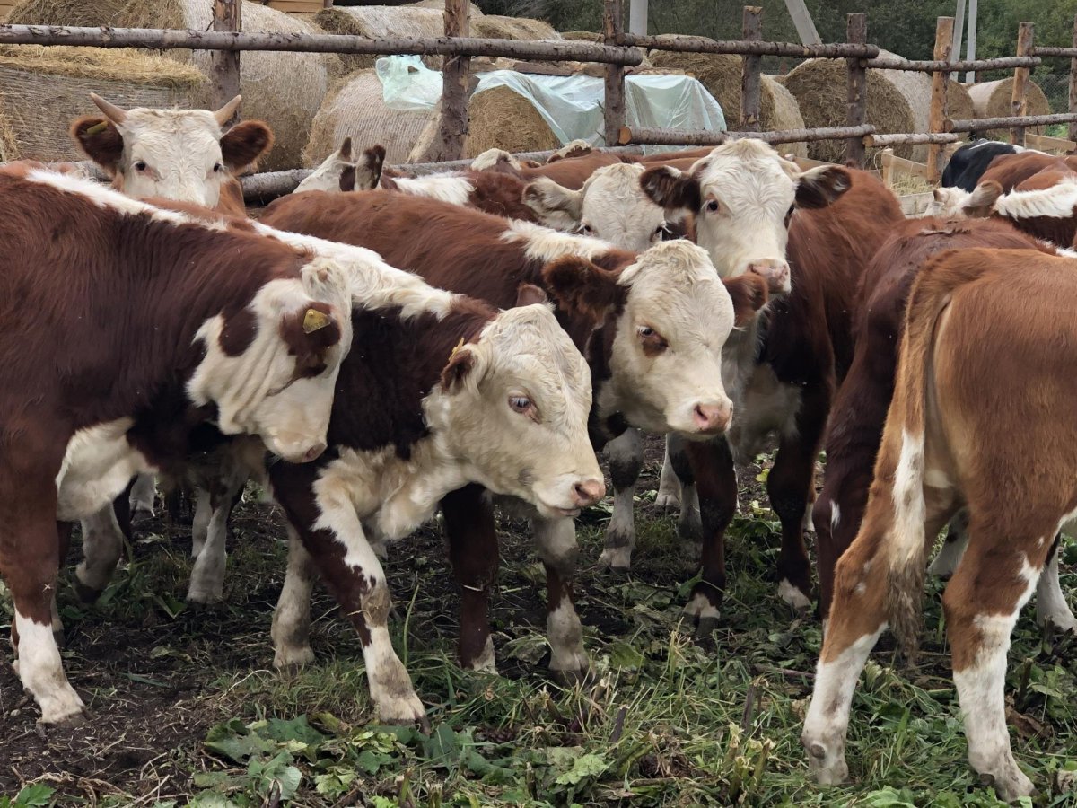 Телята бычки казахская белоголовая