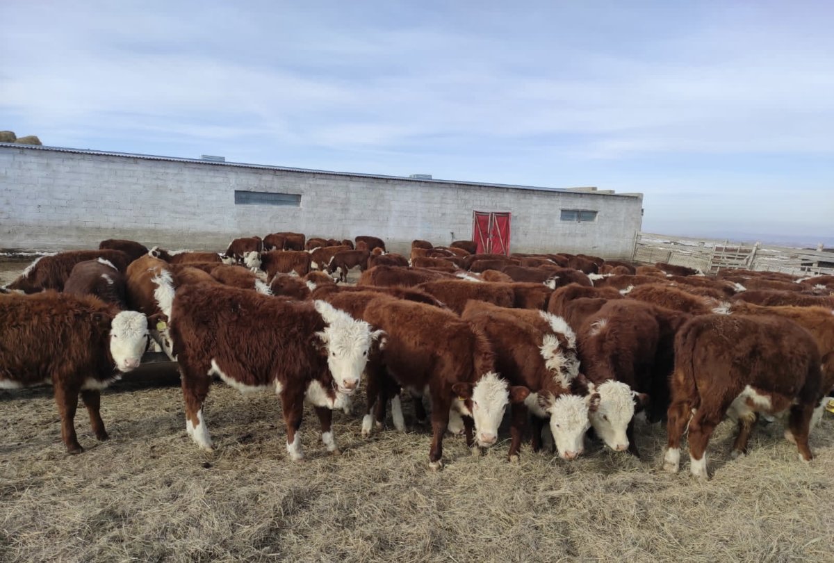 Мясная симментальская порода 2022 года