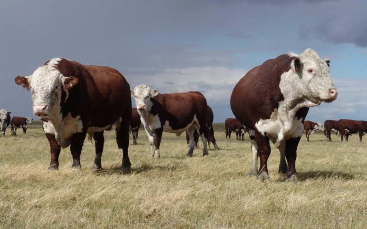 Белоголовая порода Быков