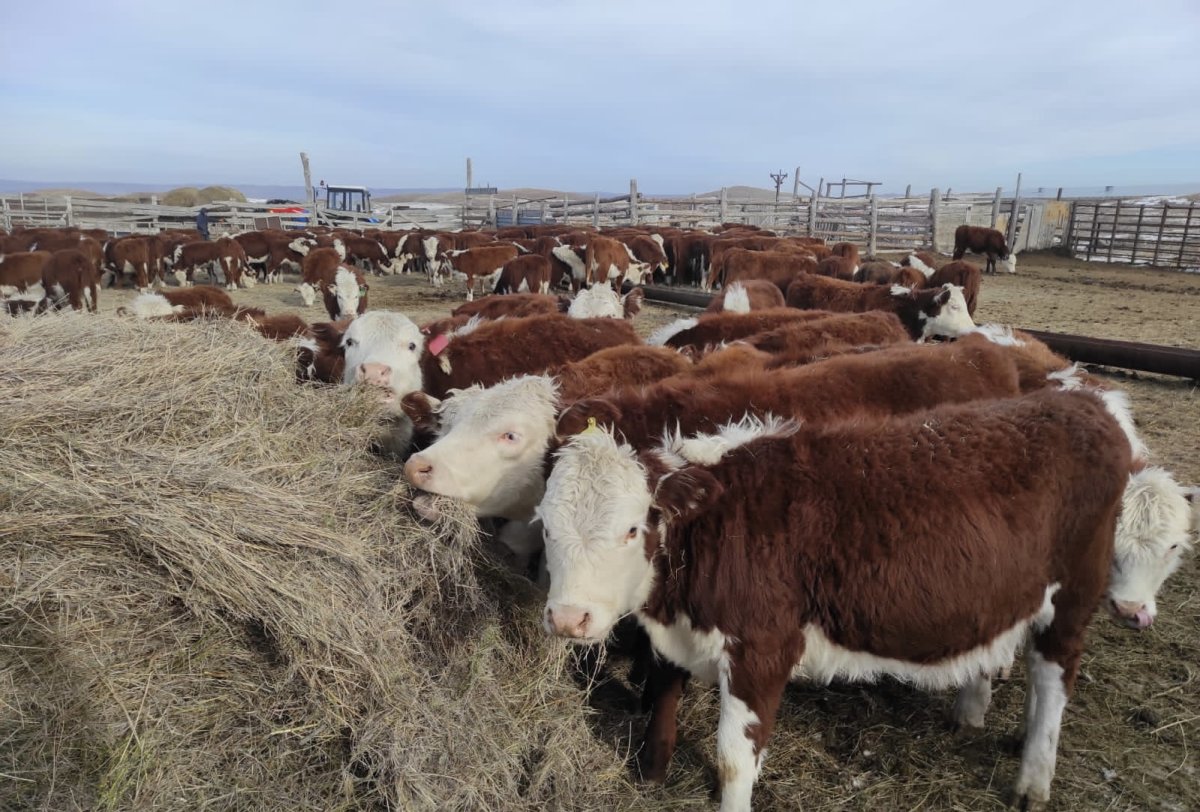 Казахская белоголовая порода коров