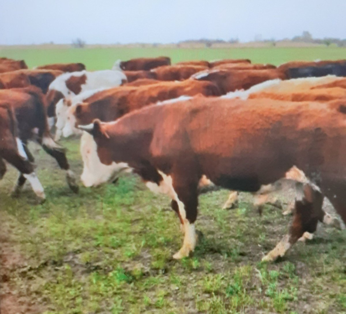 Масть казахской белоголовой породы