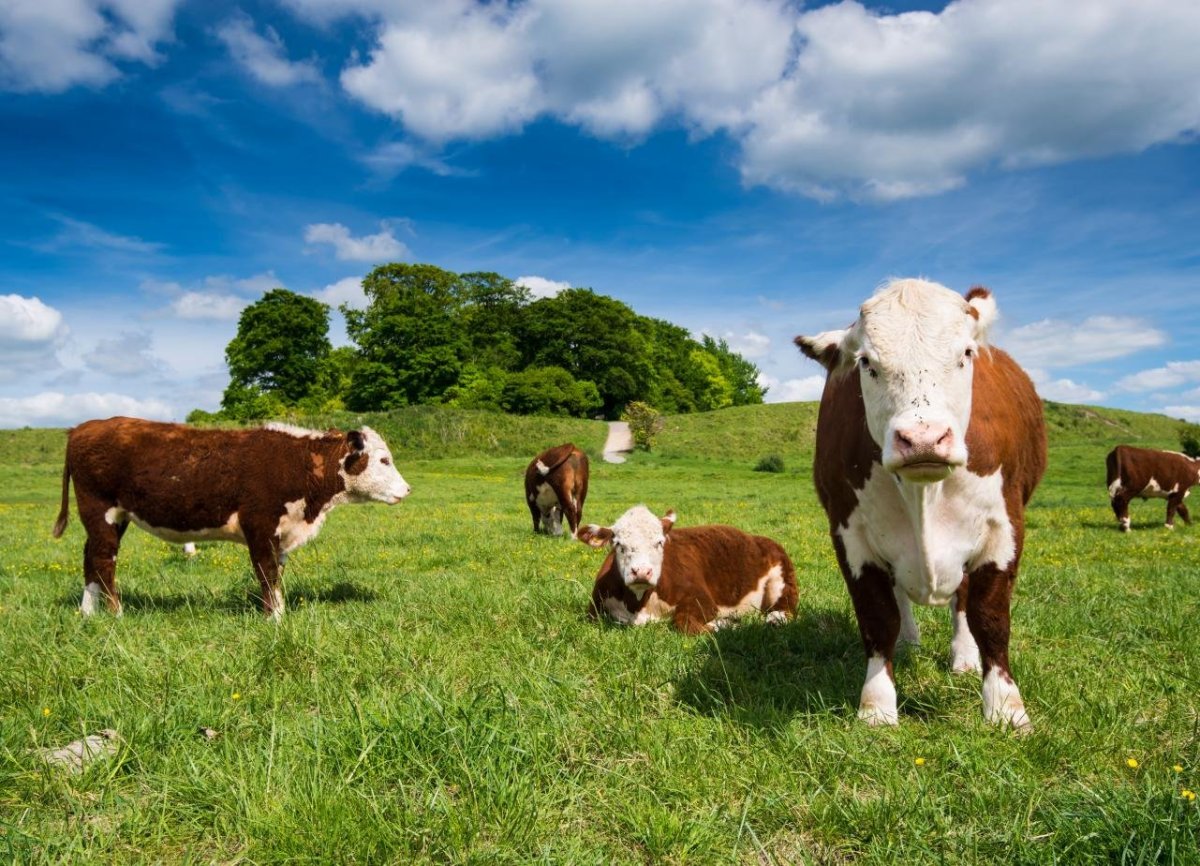 Белоголовая порода коров