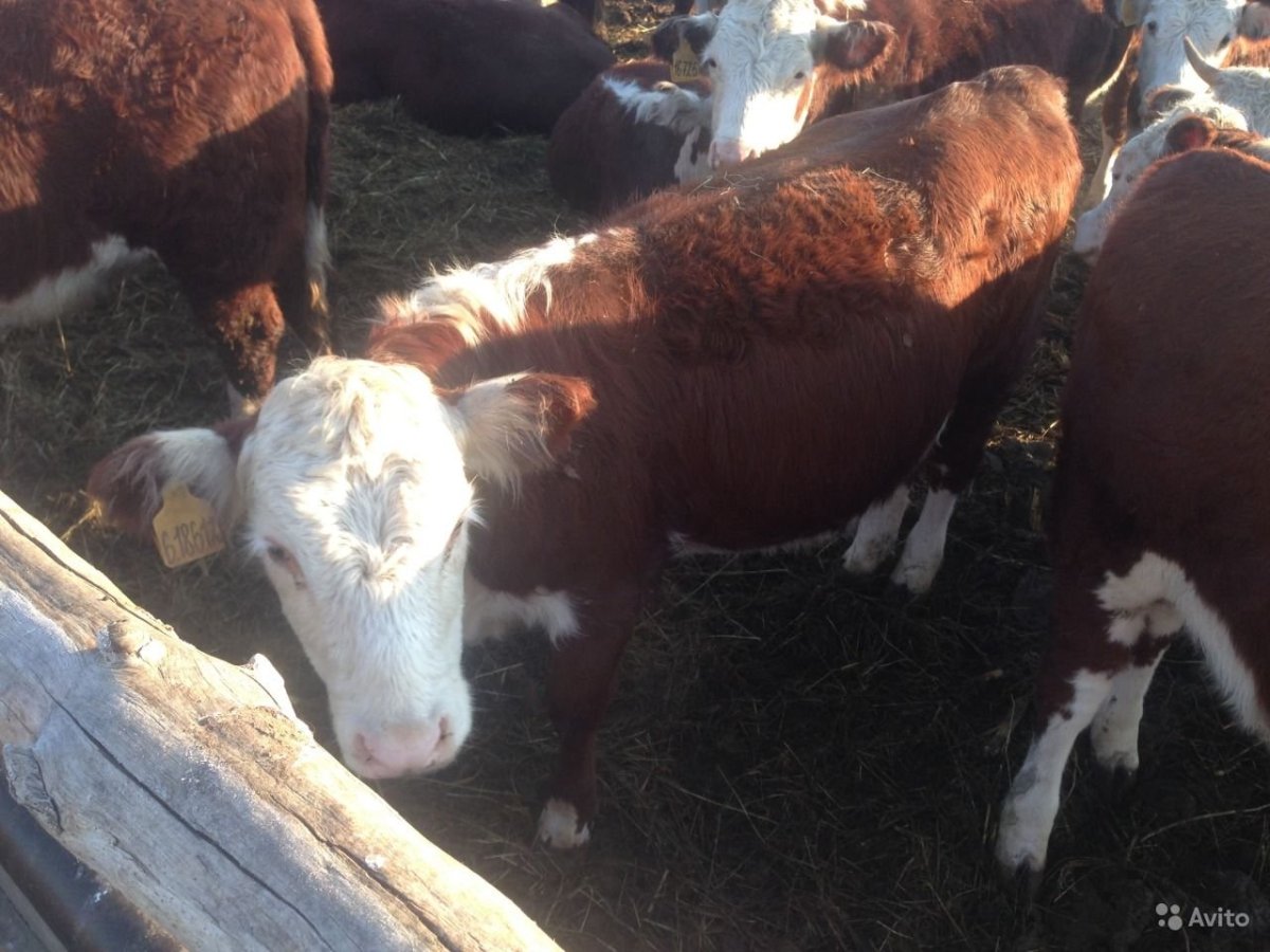 Казахские белоголовые бычки, тёлочки