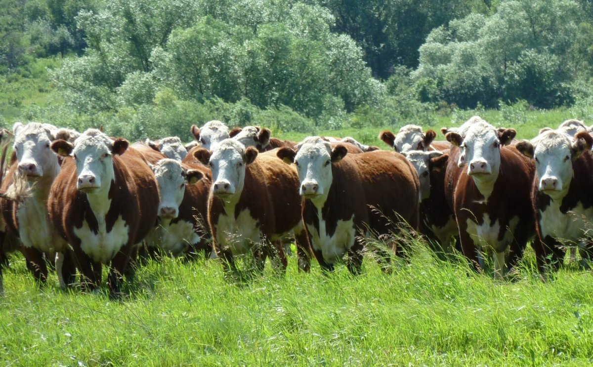 Стадо казахские белоголовые коровы