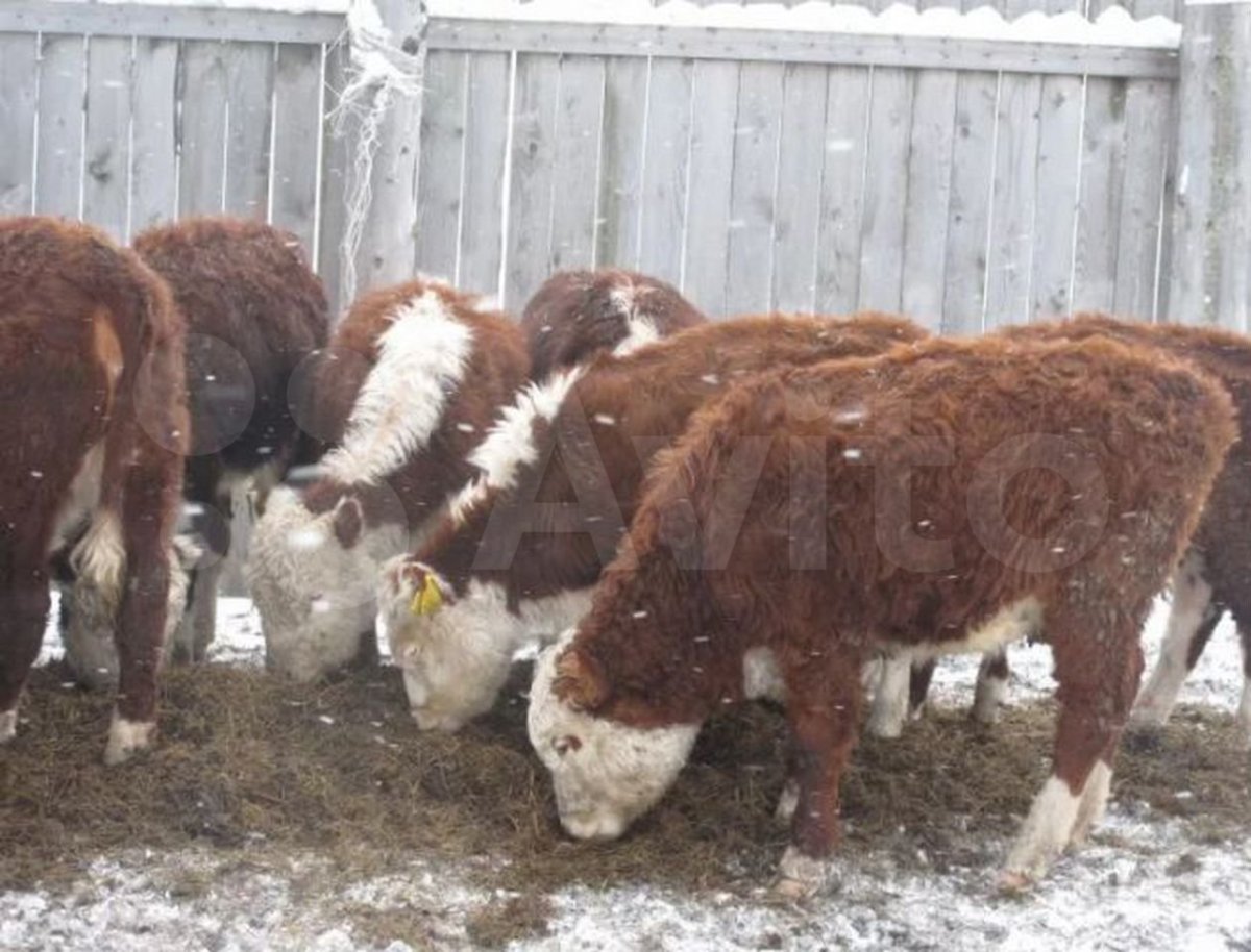 Телята симменталы Герефорды